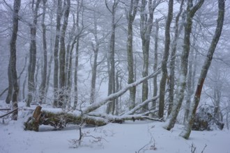 Snow-covered forest with fallen branches under a thick blanket of snow, copper beech (Fagus