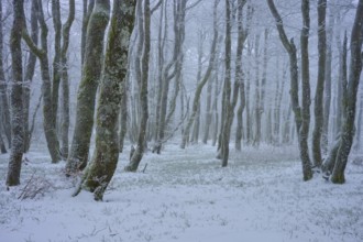 Dense trees stand quietly in a snowy winter landscape, shrouded in a light mist, copper beech