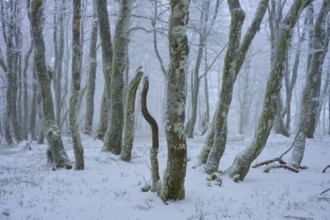 Snow-covered, crooked trees in a peaceful winter landscape radiate silence, copper beech (Fagus