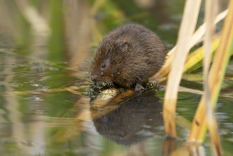 Water vole (Arvicola amphibius) adult animal rodent feeding on pond weed in summer, England, United