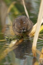 Water vole (Arvicola amphibius) adult animal rodent feeding on pond weed in summer, England, United
