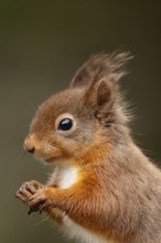 Red squirrel (Sciurus vulgaris) adult animal head portrait, England, United Kingdom