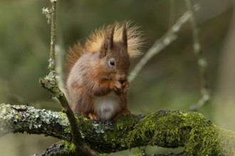 Red squirrel (Sciurus vulgaris) adult animal eating a nut on a tree branch, England, United Kingdom
