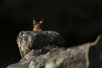 Red squirrel (Sciurus vulgaris) adult animal on a stone wall, England, United Kingdom
