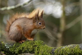 Red squirrel (Sciurus vulgaris) adult animal on a tree branch, England, United Kingdom
