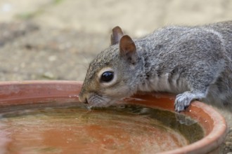 Grey squirrel (Sciurus carolinensis) adult animal drinking water from a garden plant pot saucer,
