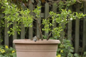 Grey squirrel (Sciurus carolinensis) adult animal in a garden plant pot, England, United Kingdom