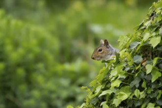 Grey squirrel (Sciurus carolinensis) adult animal on an ivy covered tree trunk, England, United