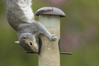 Grey squirrel (Sciurus carolinensis) adult animal feeding on sunflower seeds hearts from a garden