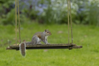Grey squirrel (Sciurus carolinensis) adult animal on a garden swing, England, United Kingdom