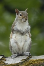 Grey squirrel (Sciurus carolinensis) adult animal on a garden shed roof, England, United Kingdom