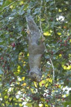 Grey squirrel (Sciurus carolinensis) adult animal feeding on Hawthorn tree berries in summer,