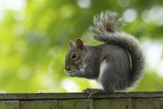 Grey squirrel (Sciurus carolinensis) adult animal feeding on a walnut tree nut on a garden wooden