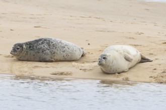 Common or Habor seal (Phoca vitulina) two adult animals resting on a sandbank by the sea, England,