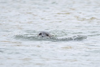Common or Habor seal (Phoca vitulina) adult animal swimming in the sea, England, United Kingdom