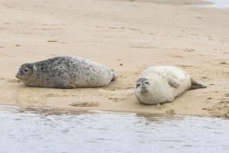 Common or Habor seal (Phoca vitulina) two adult animals sleeping on a sandbank by the sea, England,