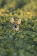 Chinese water deer (Hydropotes inermis) adult animal in an arable farm oilseed rape crop field,