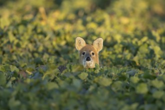 Chinese water deer (Hydropotes inermis) adult animal in an arable farm oilseed rape crop field,