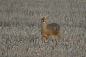 Chinese water deer (Hydropotes inermis) adult animal in a farm stubble field, England, United