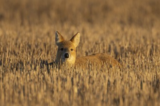 Chinese water deer (Hydropotes inermis) adult animal resting in a farm stubble field, England,