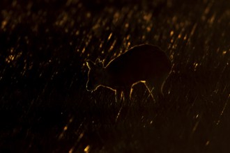 Chinese water deer (Hydropotes inermis) silhouette of an adult animal backlit in marshland,