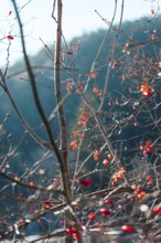 Twigs with red berries against a blurred background, wintery atmosphere