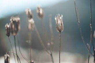 Dried seed pods in winter sun against blurred background