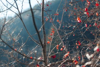 Twigs with red berries against a blurred background, wintery atmosphere