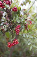 Smilax or sarsaparilla, Capo Rosso, Département Corse-du-Sud, Corsica, France