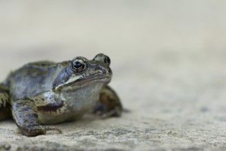 Common frog (Rana temporaria) adult amphibian on a garden paving slab in summer, England, United