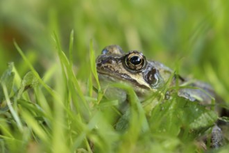 Common frog (Rana temporaria) adult amphibian on a garden grass lawn in summer, England, United