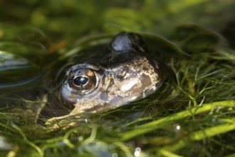Common frog (Rana temporaria) adult amphibian on the water surface of a garden pond amongst pond