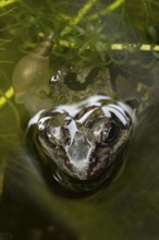 Common frog (Rana temporaria) adult amphibian on the water surface of a garden pond amongst pond