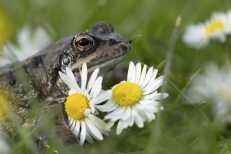 Common frog (Rana temporaria) adult amphibian on a garden grass lawn in summer with daisy flowers,