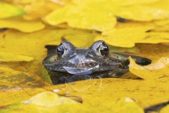 Common frog (Rana temporaria) adult amphibian on the water surface of a garden pond amongst fallen