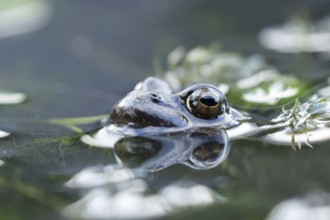 Common frog (Rana temporaria) adult amphibian on the water surface of a garden pond, England,