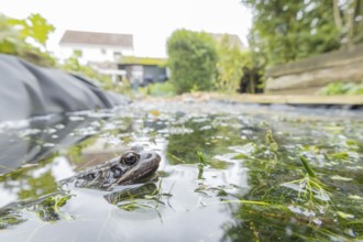 Common frog (Rana temporaria) adult amphibian on the water surface of a garden pond with a house in