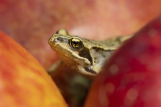 Common frog (Rana temporaria) adult amphibian in a garden amongst fallen apples in autumn, England,