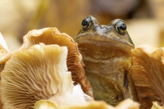 Common frog (Rana temporaria) adult amphibian in a garden on a fungi in autumn, England, United