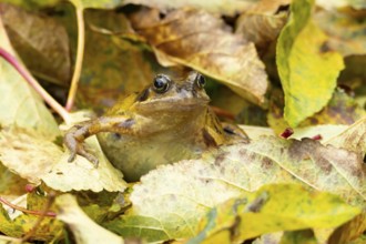 Common frog (Rana temporaria) adult amphibian in a garden amongst fallen autumn leaves, England,
