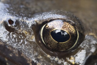 Common frog (Rana temporaria) adult amphibian on the water surface of a garden pond close up of its
