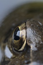 Common frog (Rana temporaria) adult amphibian on the water surface of a garden pond close up of its