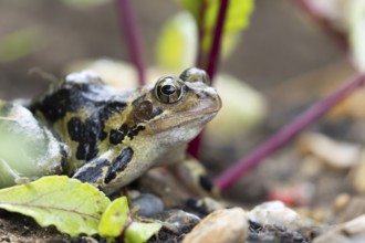 Common frog (Rana temporaria) adult amphibian amongst beetroot in a vegetable garden in summer,