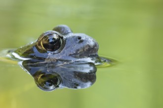 Common frog (Rana temporaria) adult amphibian on the calm water surface of a garden pond showing
