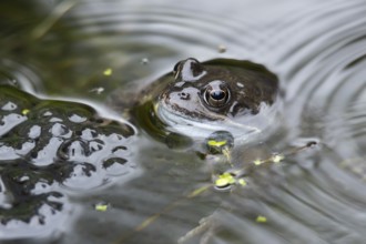 Common frog (Rana temporaria) adult amphibian on the water surface of a garden pond with spawn or