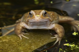 Common frog (Rana temporaria) adult amphibian on the water surface of a garden pond in spring,