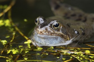 Common frog (Rana temporaria) adult amphibian croaking or calling on the water surface of a garden