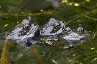 Common frog (Rana temporaria) three adult amphibians on the water surface of a garden pond in