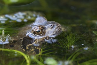 Common frog (Rana temporaria) adult amphibian on the water surface of a garden pond amongst pond