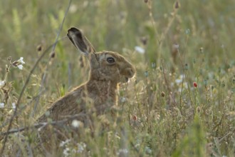 European brown hare (Lepus europaeus) adult animal in a farmland field amongst wild flowers in